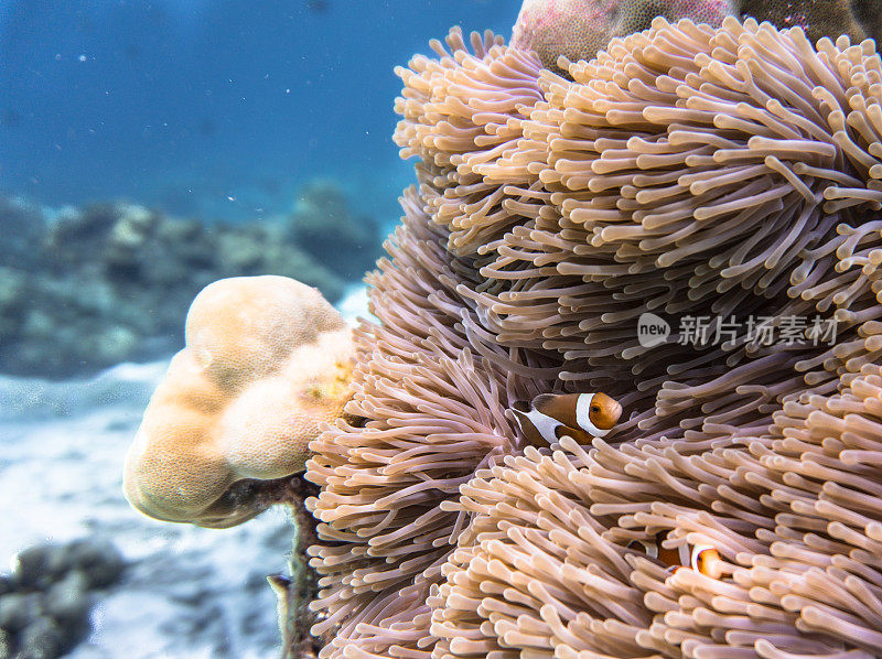 华丽的海葵与西方小丑鱼海葵。脆弱的珊瑚礁生态系统海洋环境，泰国甲米，安达曼海。