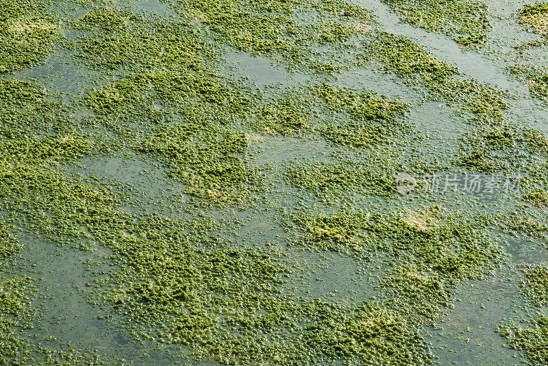 水生植物的背景