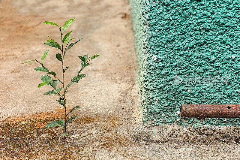 一株植物在建筑物旁的混凝土裂缝中生根生长。