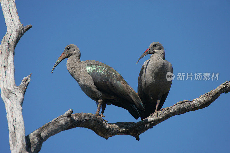 哈达达宜必思