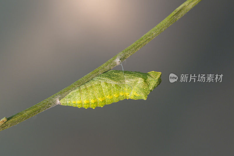 叶上昆虫特写镜头