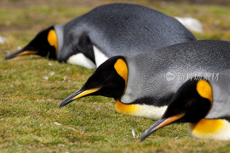 睡王企鹅，福克兰群岛