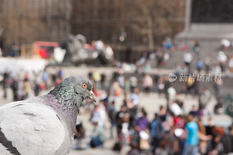 特拉法尔加广场的鸽子