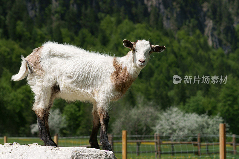 岩石上的山羊在看你