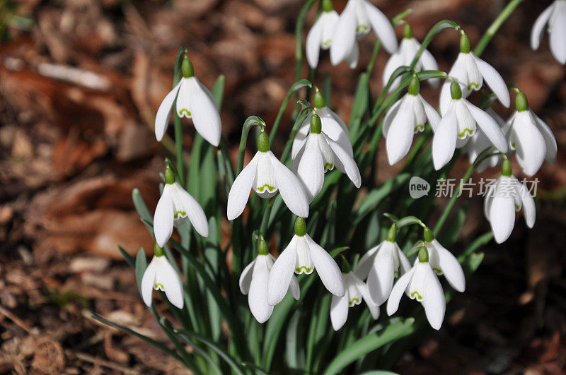 雪花莲