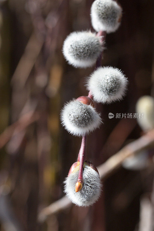 可爱的柔荑花序