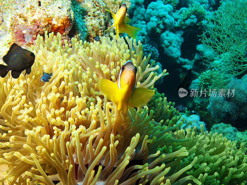 海洋生物-珊瑚礁