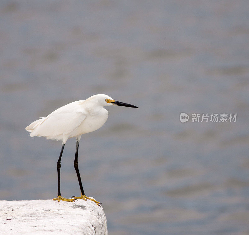 海堤上的白鹭