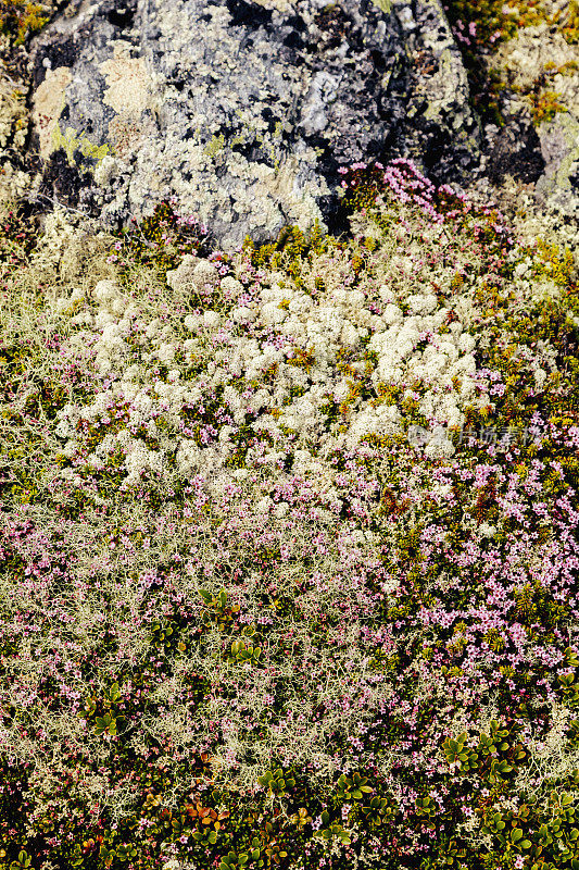 挪威植物与山花和石南的特写。