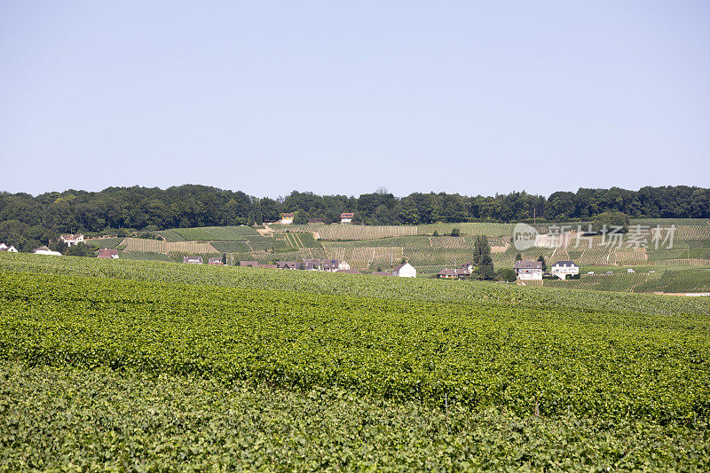 法国埃佩尔内香槟区，欧洲夏季葡萄酒之乡
