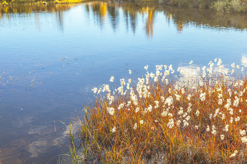 高山景观与白色的棉花草在湖在秋天。