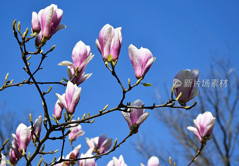 郁金香树的花