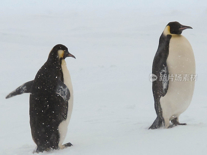 帝企鹅在暴风雪中