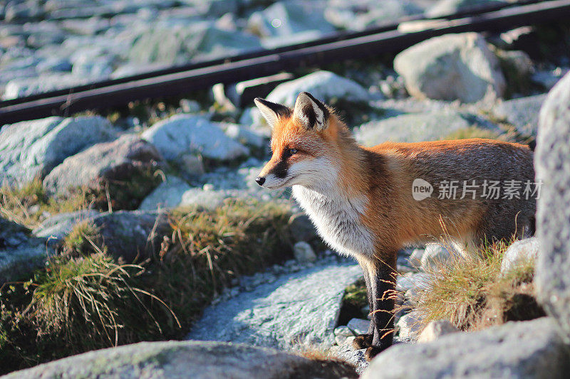 野生狐狸