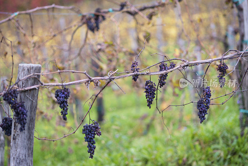 欧洲葡萄园晚期收获的干红葡萄