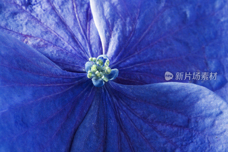 紫绣球花的特写镜头