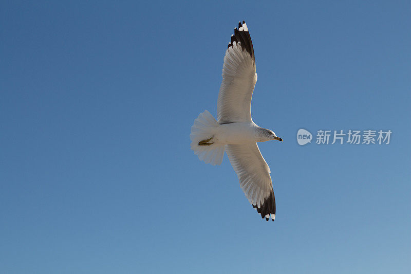 飞翔的海鸥