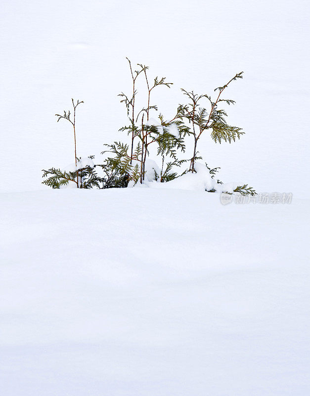 雪松在雪