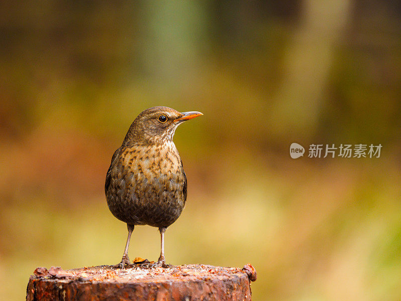 雌性黑鸟