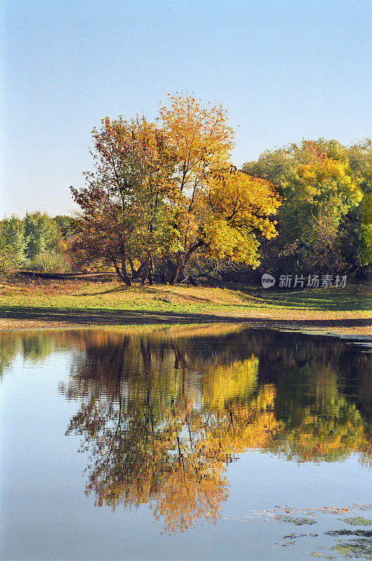 秋天的森林,河流。阿斯特拉罕地区、俄罗斯