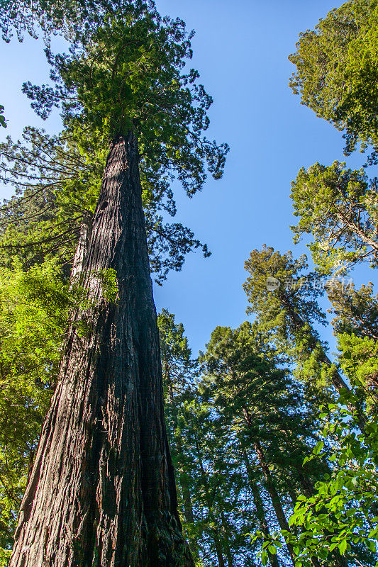 红木国家和国家公园，加利福尼亚-蕨类植物