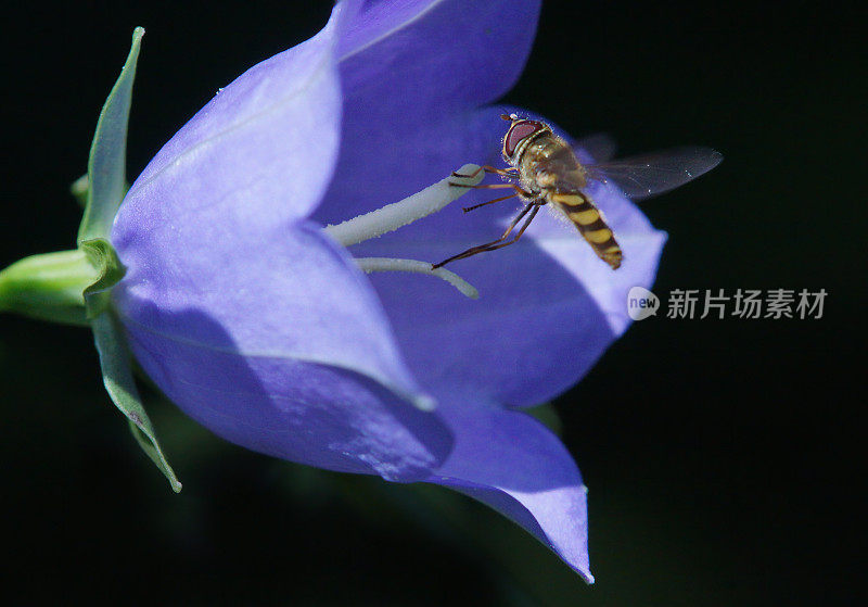 食蚜蝇在蓝风铃花上