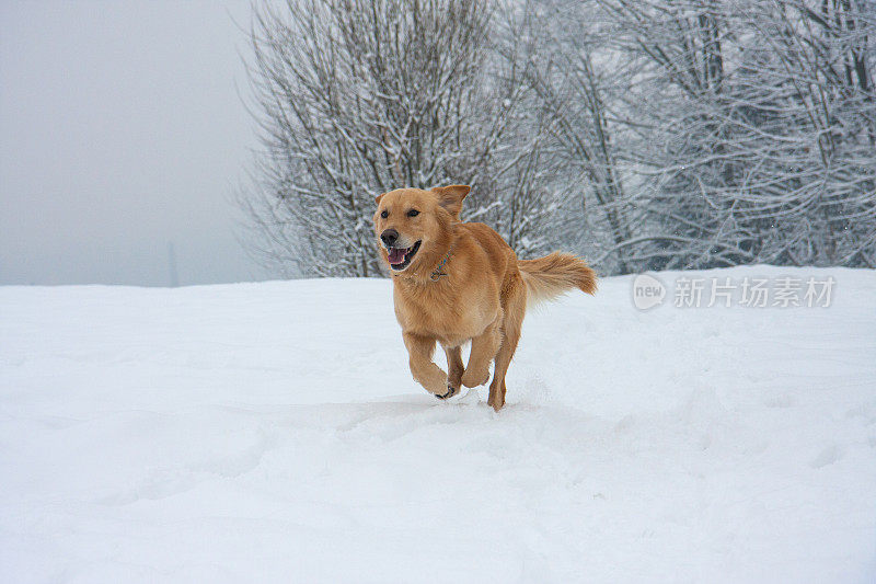 雪中的金毛寻回犬