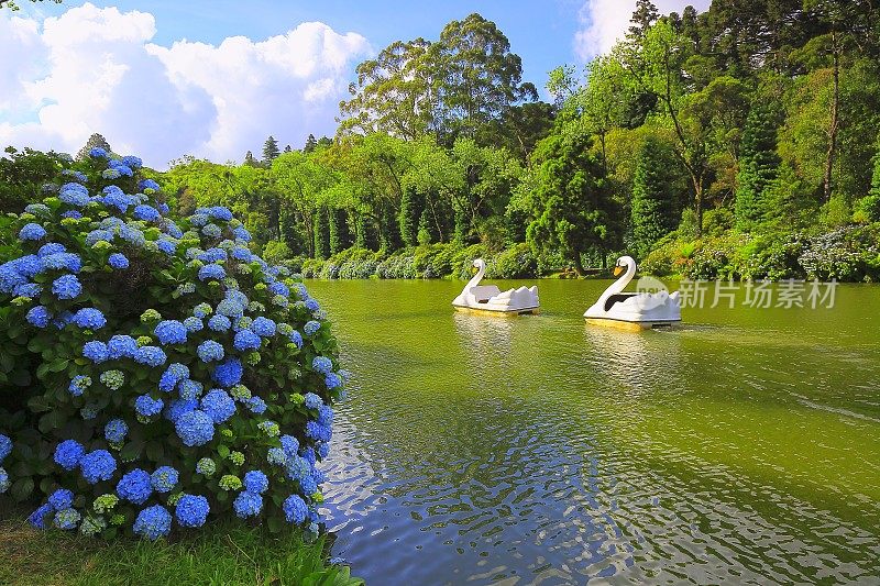 尼格罗河，春天田园诗般的风景绣球花-格兰多，巴西南部
