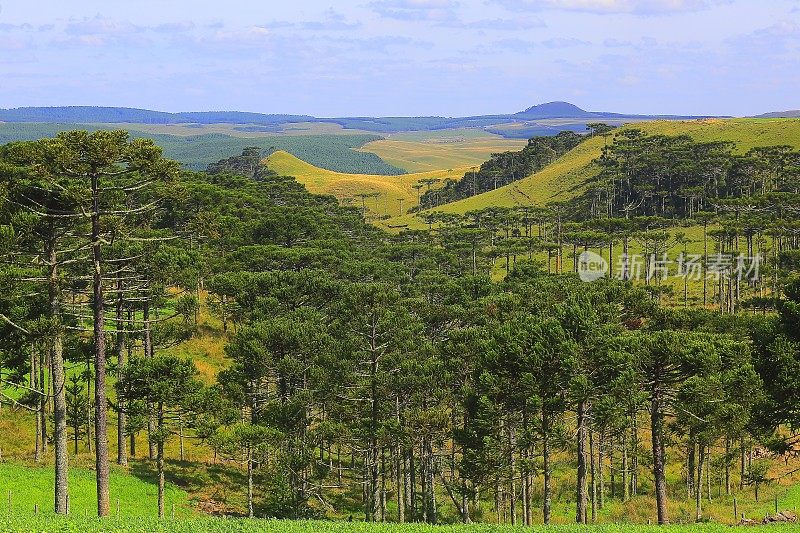 巴西松树林，巴西南部田园诗般的乡村景观