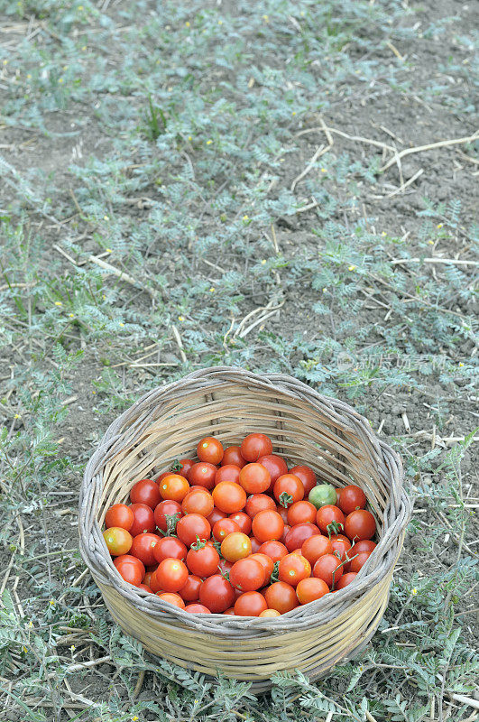 樱桃番茄篮子