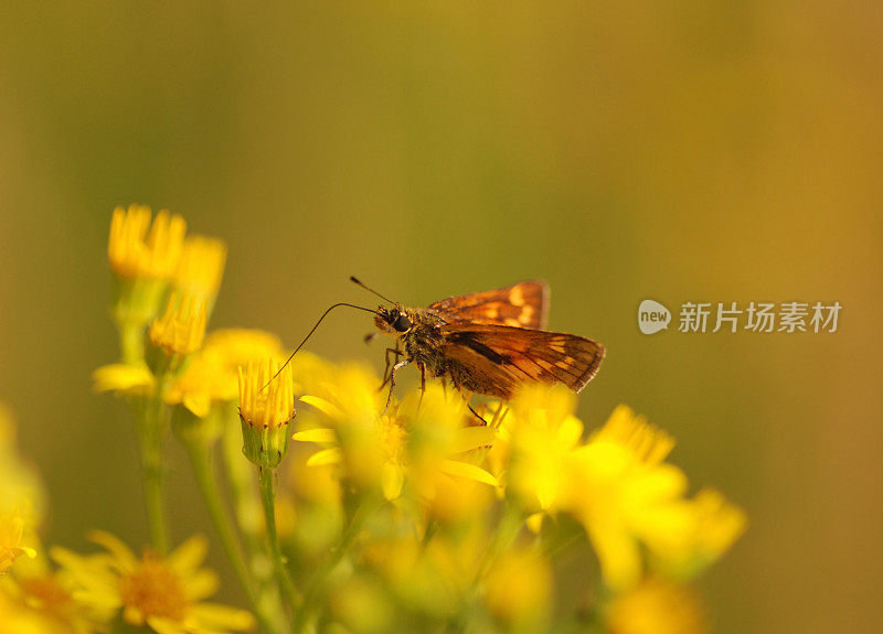 林地船长在豚草上