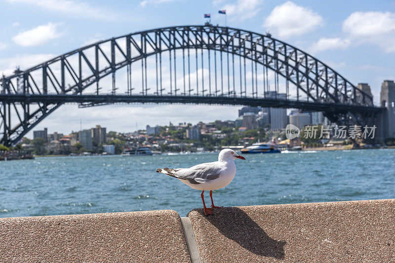 悉尼海港大桥和海鸥