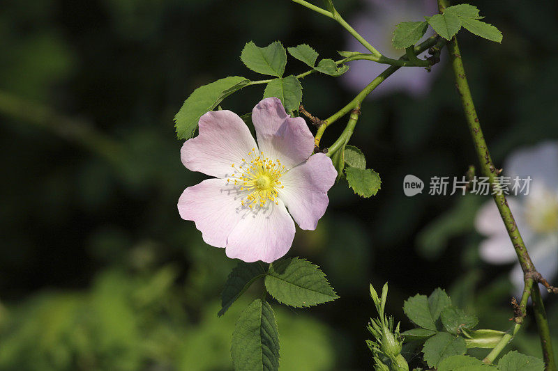 野粉红狗玫瑰狗近距离