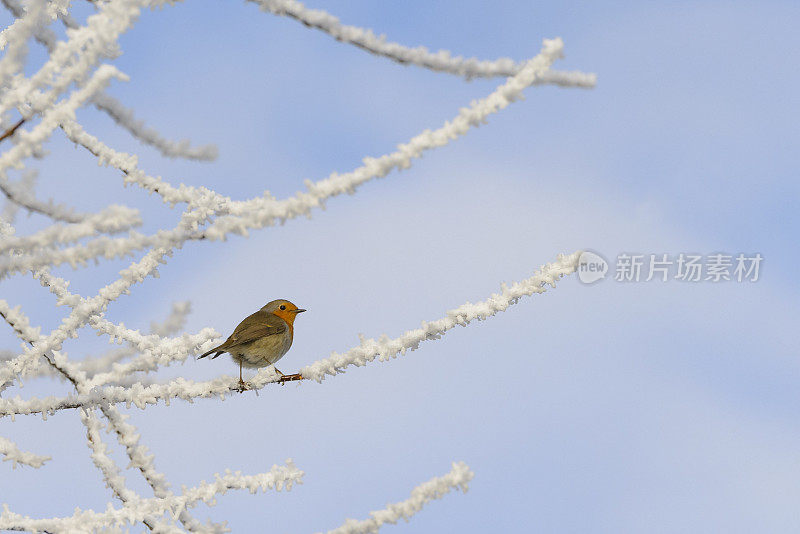 知更鸟栖息在白雪覆盖的树枝上