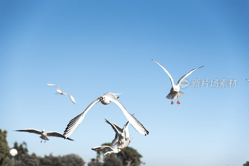 海鸥飞过海洋