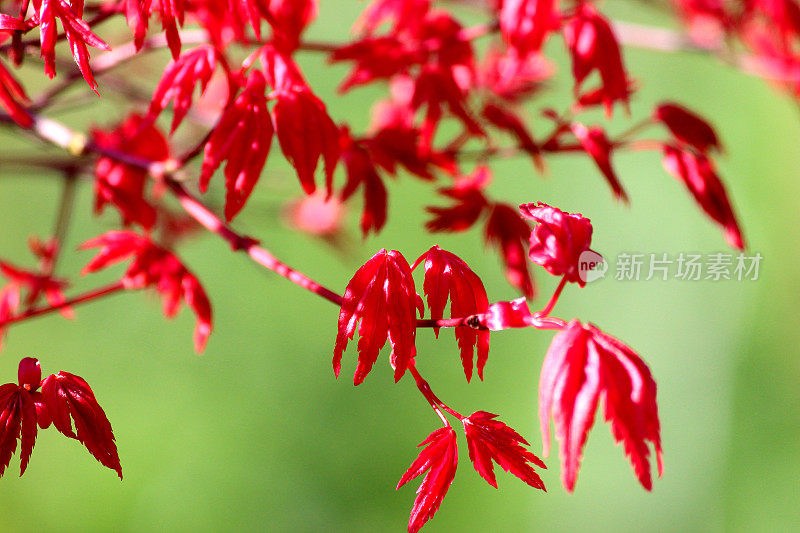 近距离拍摄的日本枫树盆景的红叶
