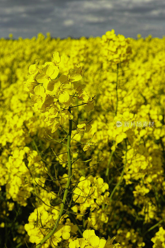 油菜籽生长在英国的风景中。