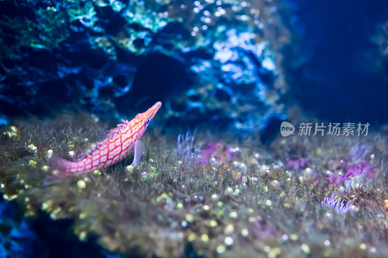 水族馆鱼类