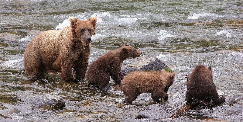 阿拉斯加卡特迈，灰棕熊和三只幼崽