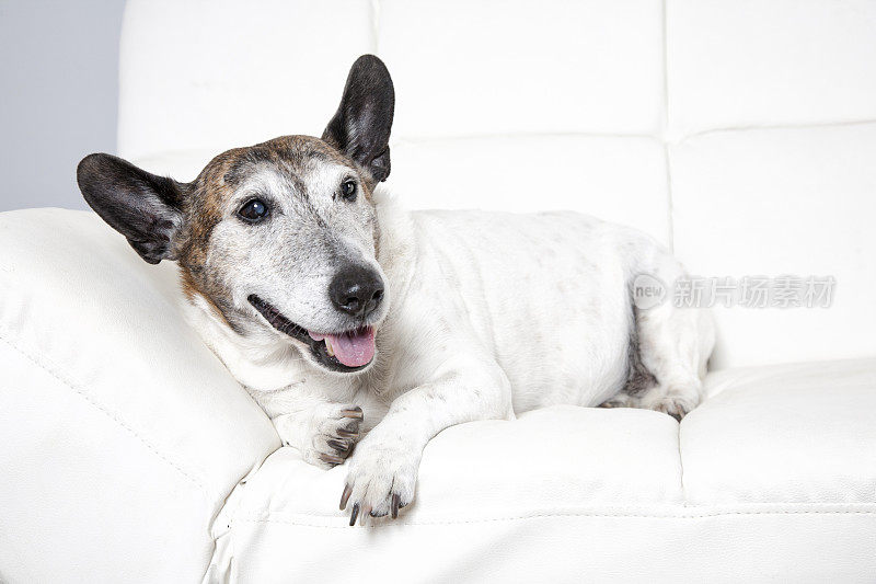沙发上的快乐狗