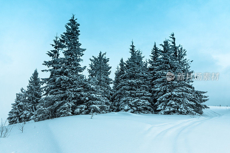 美丽的冬季景观和白雪覆盖的树木