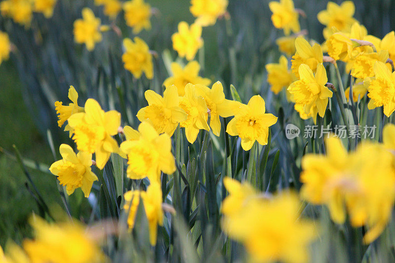 在春天的花园里，黄色的水仙花(水仙花)的图像