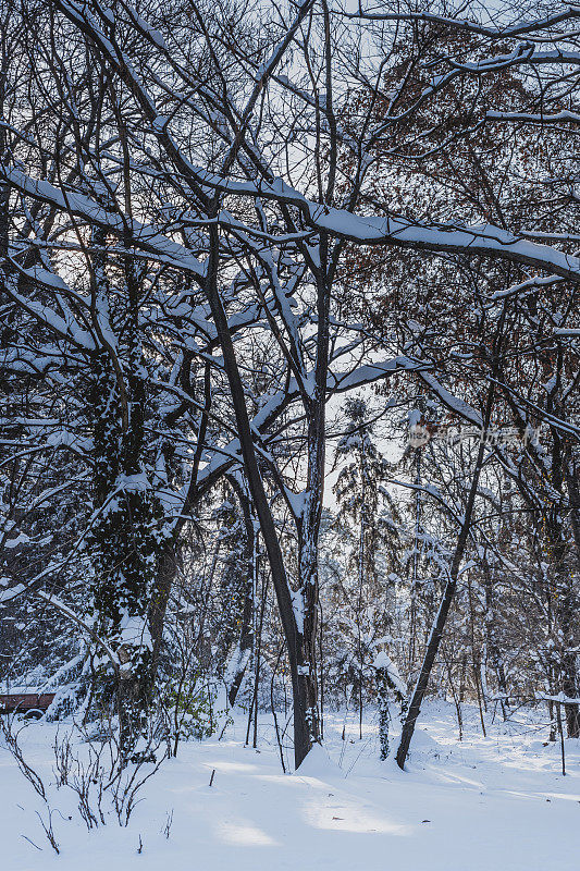 下雪的森林景观