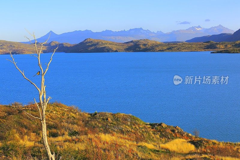 佩霍湖日出，树和孤独的鸟，巴塔哥尼亚荒野