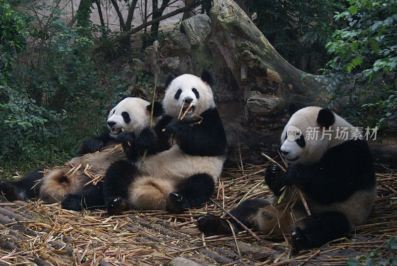 大熊猫，成都，中国