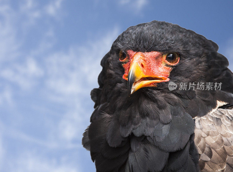 斗鹰，虎尾巨鹰，天空映衬下的肖像