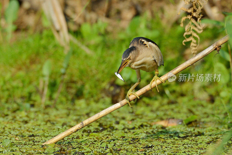 小麻鸦(硬麻鸦)