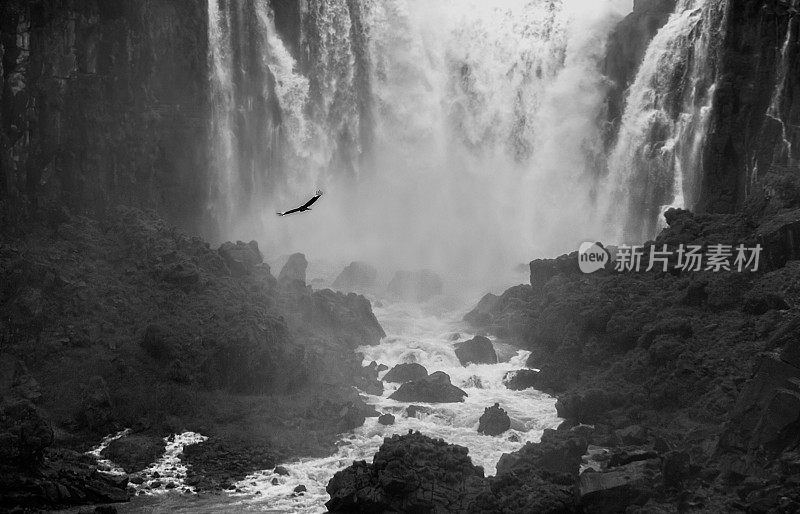鸟在瀑布前飞行单色图像