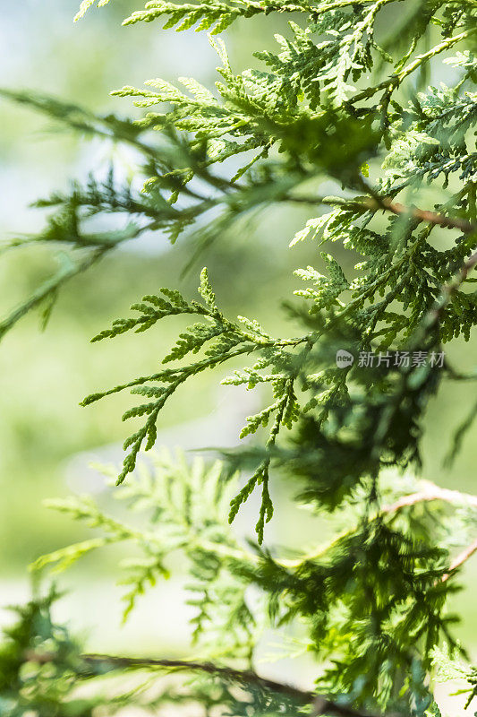 特写常绿的树枝背景