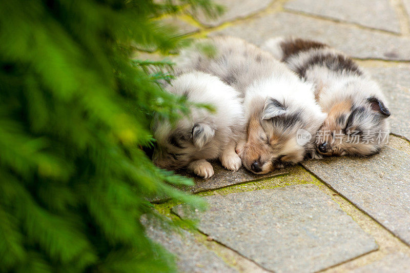 5周大的设得兰牧羊犬幼犬正在睡觉